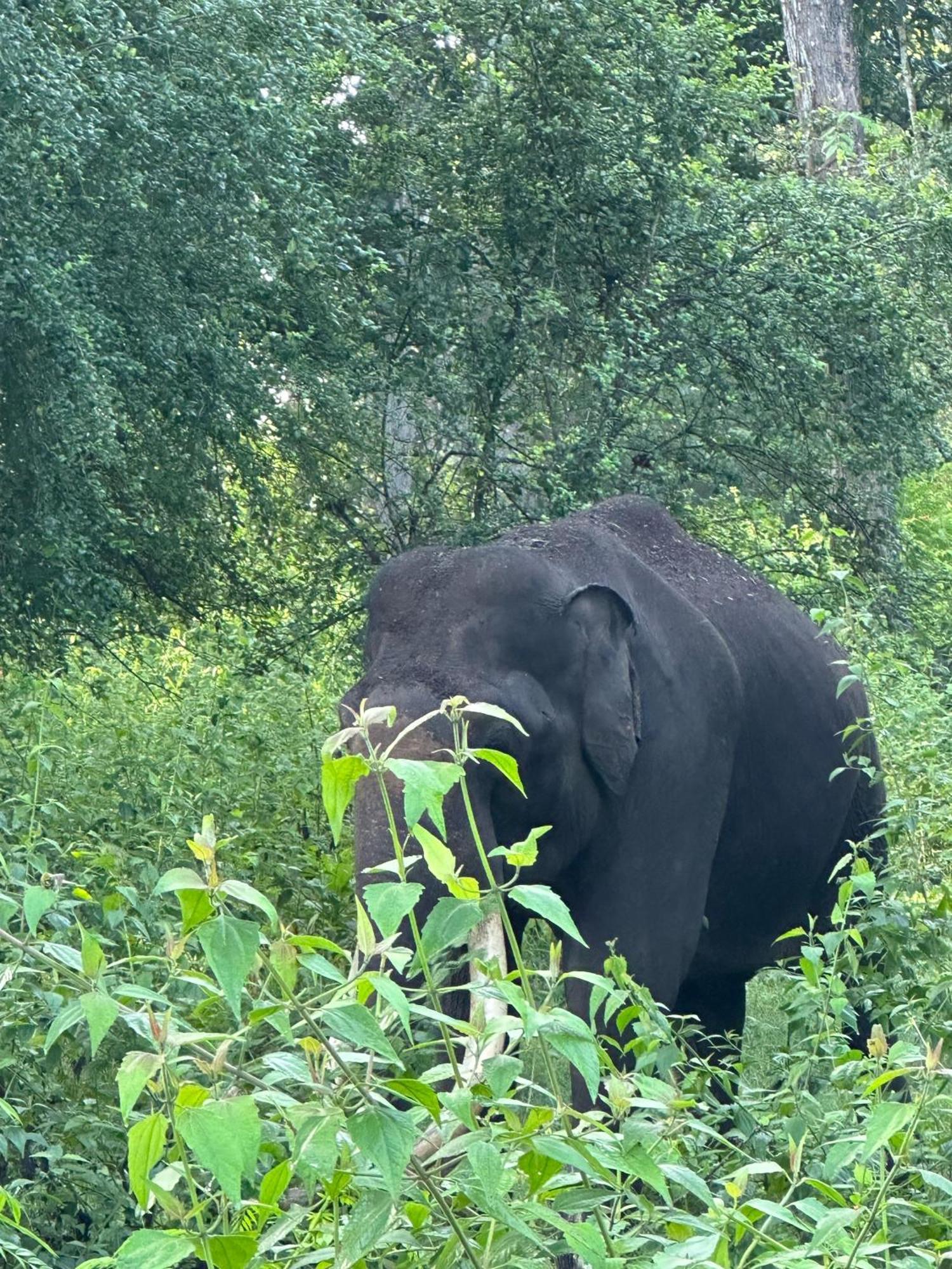 Angels Nest Home Stay 2 Acra Private Plantation Mountain Area Balconey Sunrice View Nearby Ngarhole Wild Life , Tholpetty Wild Life , Pakshipathalam Bird Santuary , Kuruva Island # Thirunelly & Thrissilery Temple Near By Secure Stay Wayanad Kerala Chegat Экстерьер фото