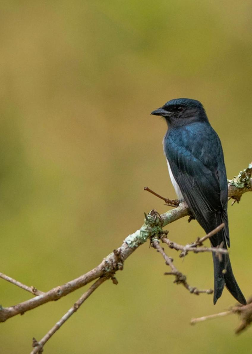 Angels Nest Home Stay 2 Acra Private Plantation Mountain Area Balconey Sunrice View Nearby Ngarhole Wild Life , Tholpetty Wild Life , Pakshipathalam Bird Santuary , Kuruva Island # Thirunelly & Thrissilery Temple Near By Secure Stay Wayanad Kerala Chegat Экстерьер фото
