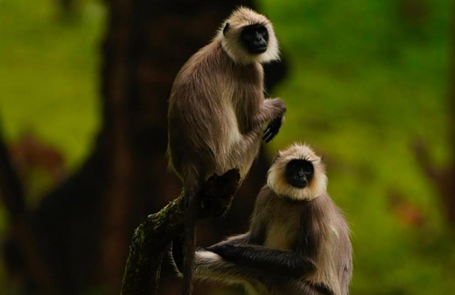 Angels Nest Home Stay 2 Acra Private Plantation Mountain Area Balconey Sunrice View Nearby Ngarhole Wild Life , Tholpetty Wild Life , Pakshipathalam Bird Santuary , Kuruva Island # Thirunelly & Thrissilery Temple Near By Secure Stay Wayanad Kerala Chegat Экстерьер фото