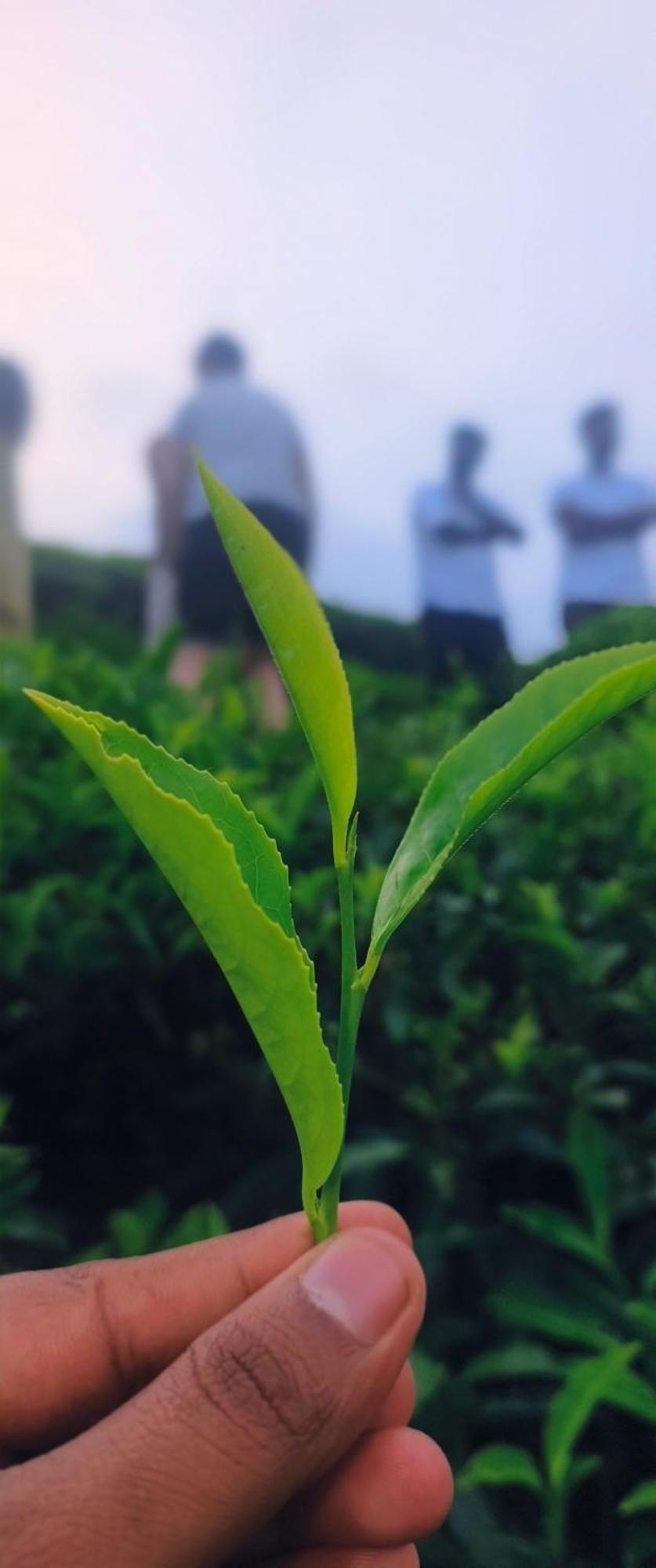 Angels Nest Home Stay 2 Acra Private Plantation Mountain Area Balconey Sunrice View Nearby Ngarhole Wild Life , Tholpetty Wild Life , Pakshipathalam Bird Santuary , Kuruva Island # Thirunelly & Thrissilery Temple Near By Secure Stay Wayanad Kerala Chegat Экстерьер фото